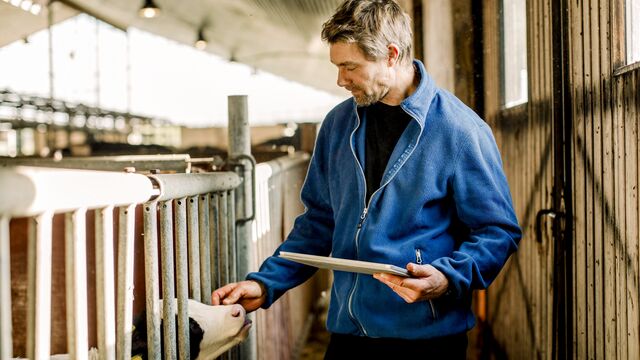 male-farmer-working-and-interacting-with-calf-at-farmer-warehouse-small